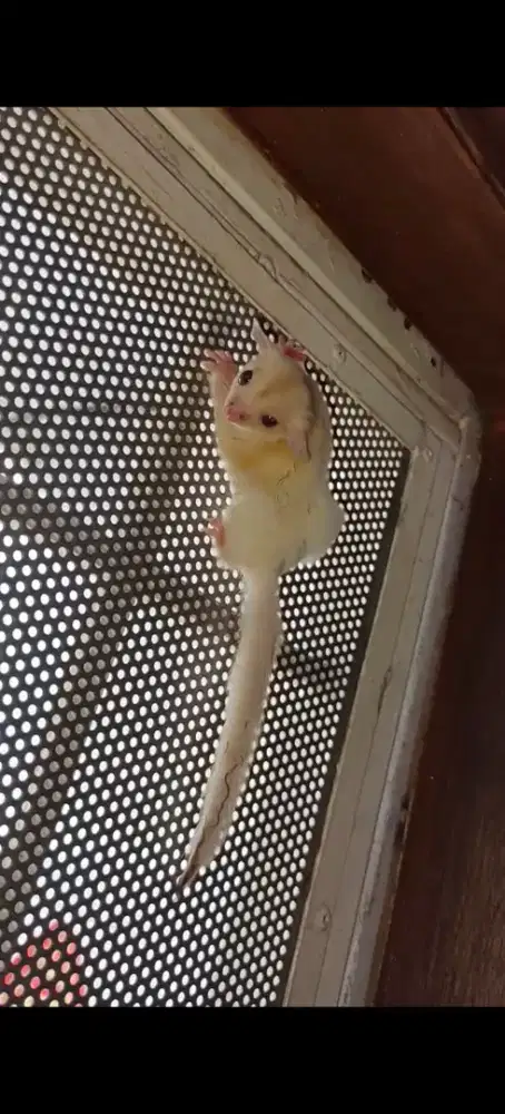 dijual albino betina