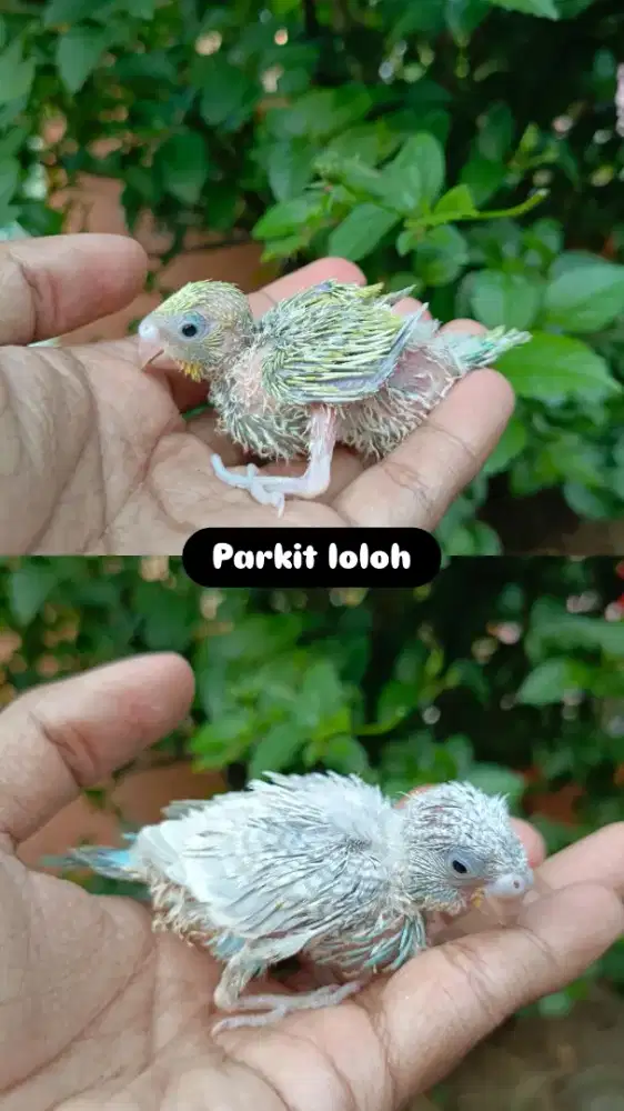 Lolohan burung parkit