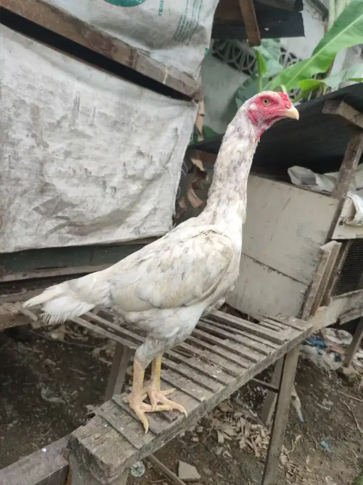 Dijual ayam shamo usia 1 tahun
