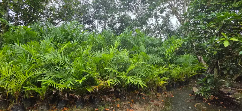 Dijual Bibit Sawit Unggul Sriwijaya Semiklon 1 Bersertifikat