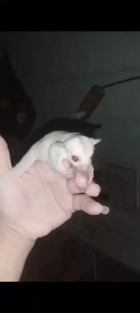 Sugar Glider Creamino
