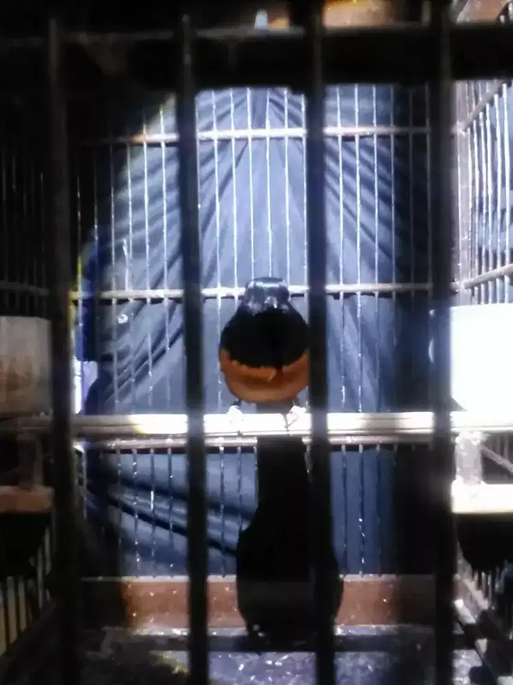 Murai batu ekor hitam panjang