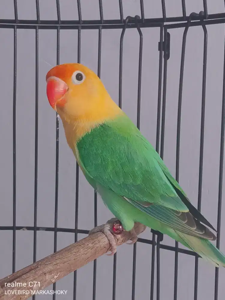 LOVEBIRD BIOLA PB prediksi jantan