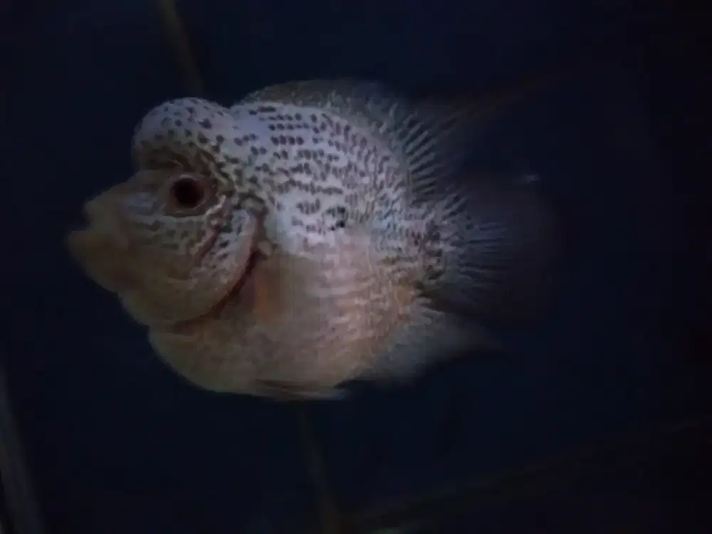 Louhan bonsai cencu fm