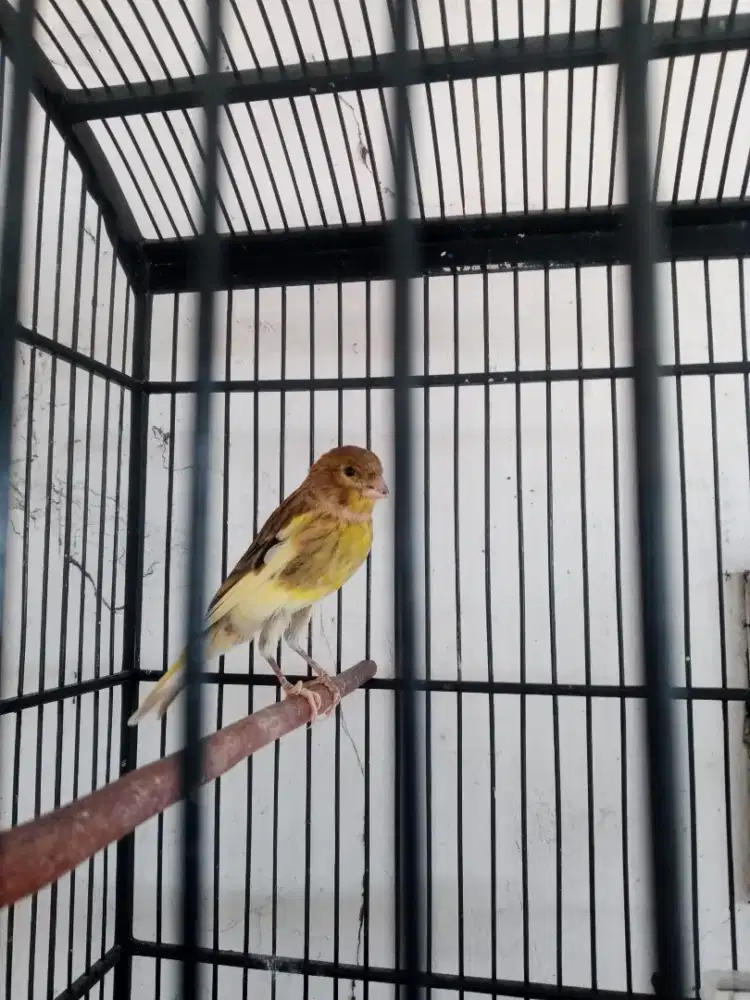 Kenari+kandangnya