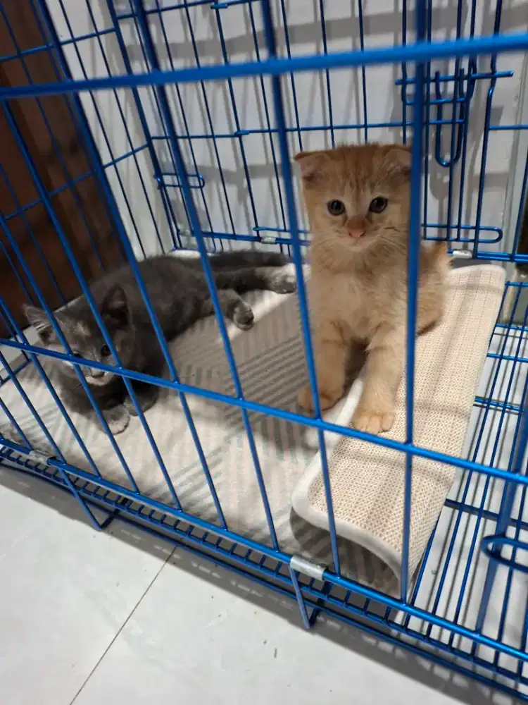 Kitten Norwey x Munchkin