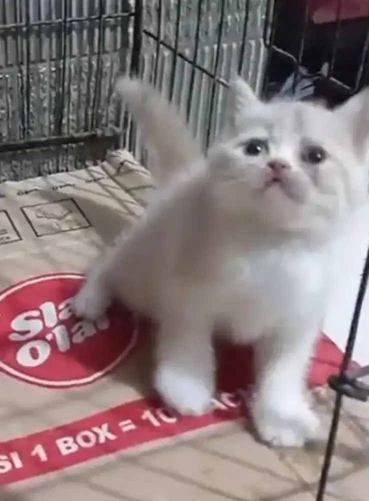 BSH Bico Cream Female Female