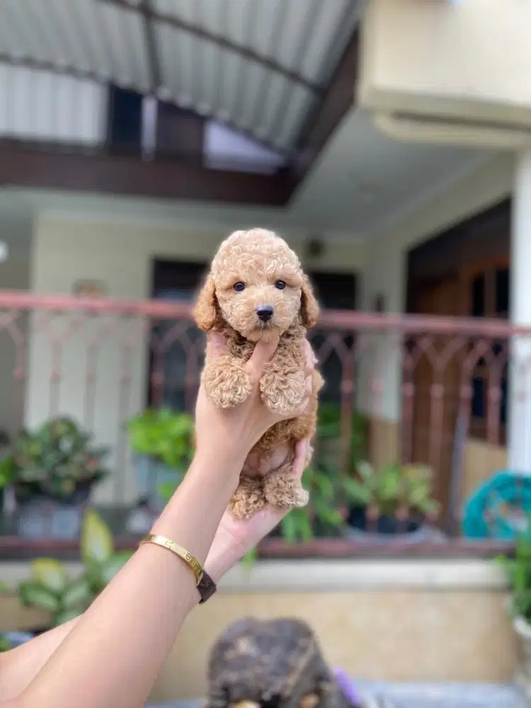 Apricot toy poodle jantan