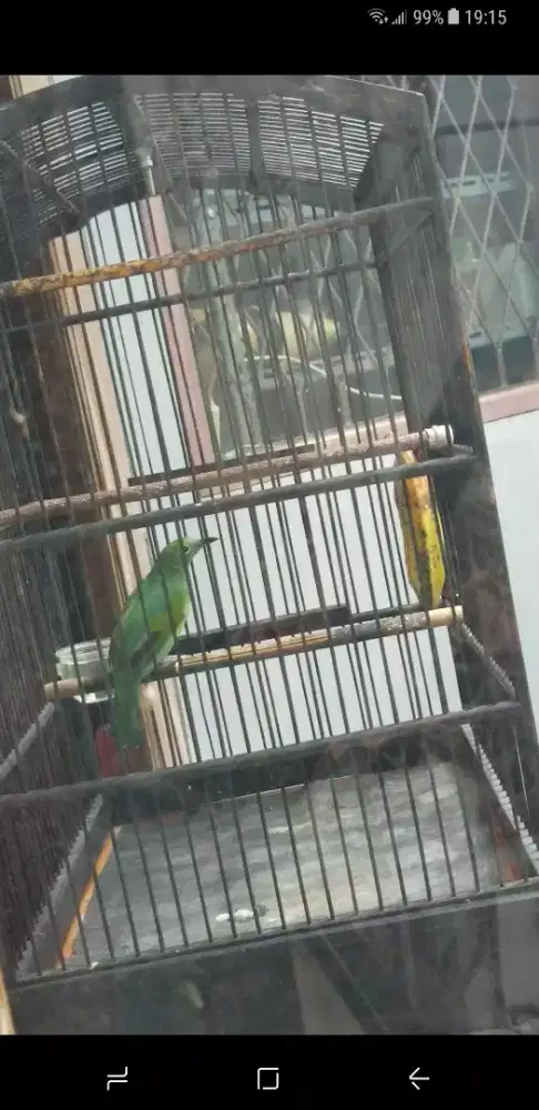 PH jinlat harian bunyi