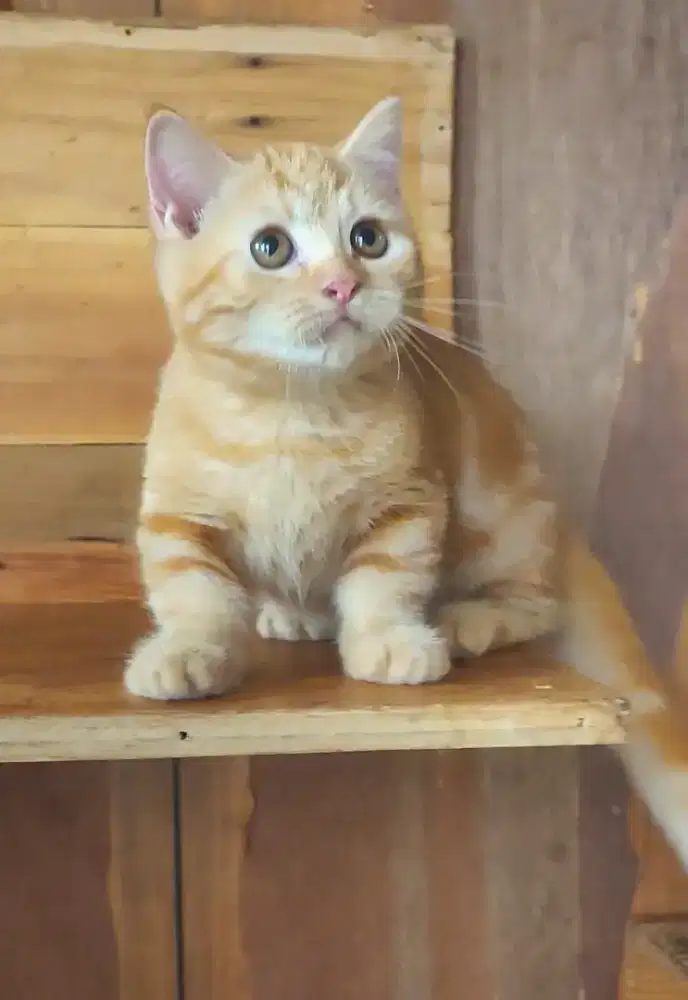 Kucing kitten munchkin red marble betina