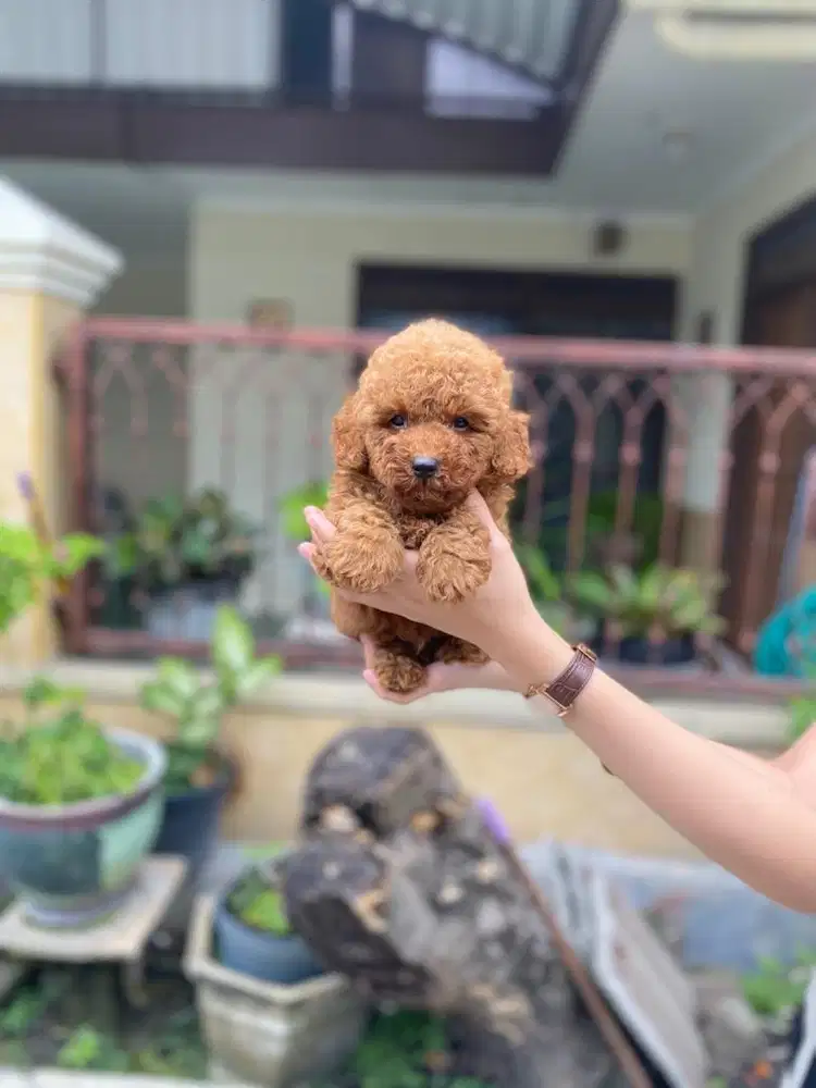 Super red toy poodle jantan