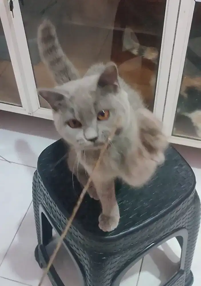 Kucing british shorthair betina