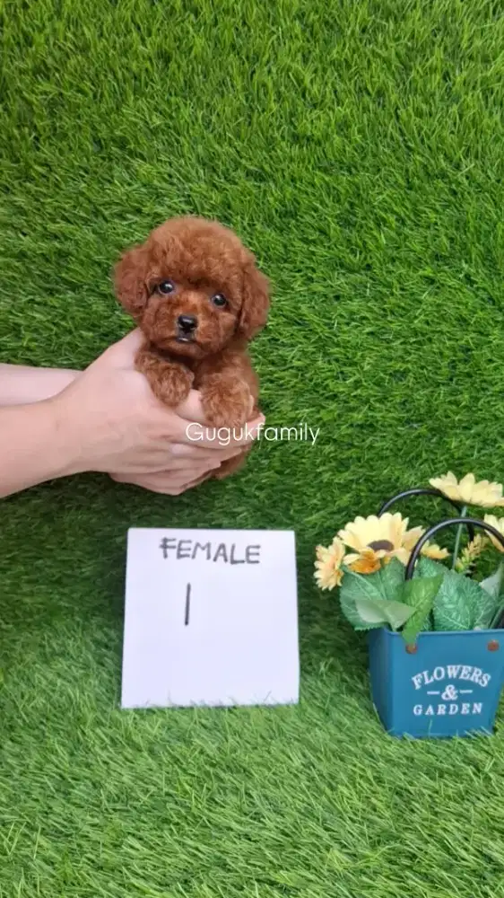 Tiny Red Poodle Betina dan Jantan