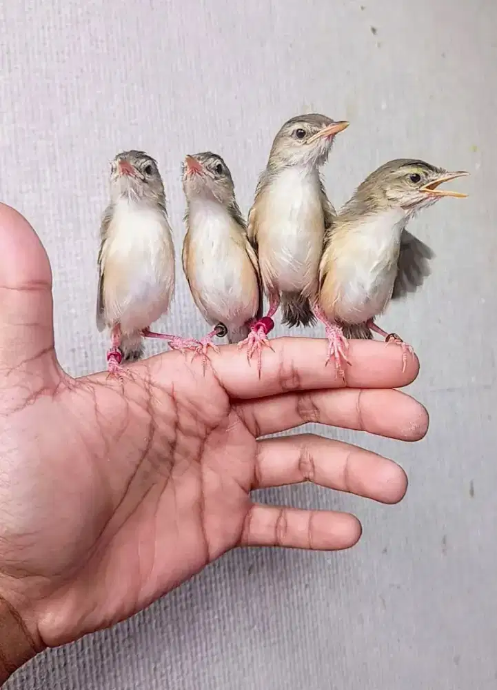 Anakan burung ciwah dan cendet
