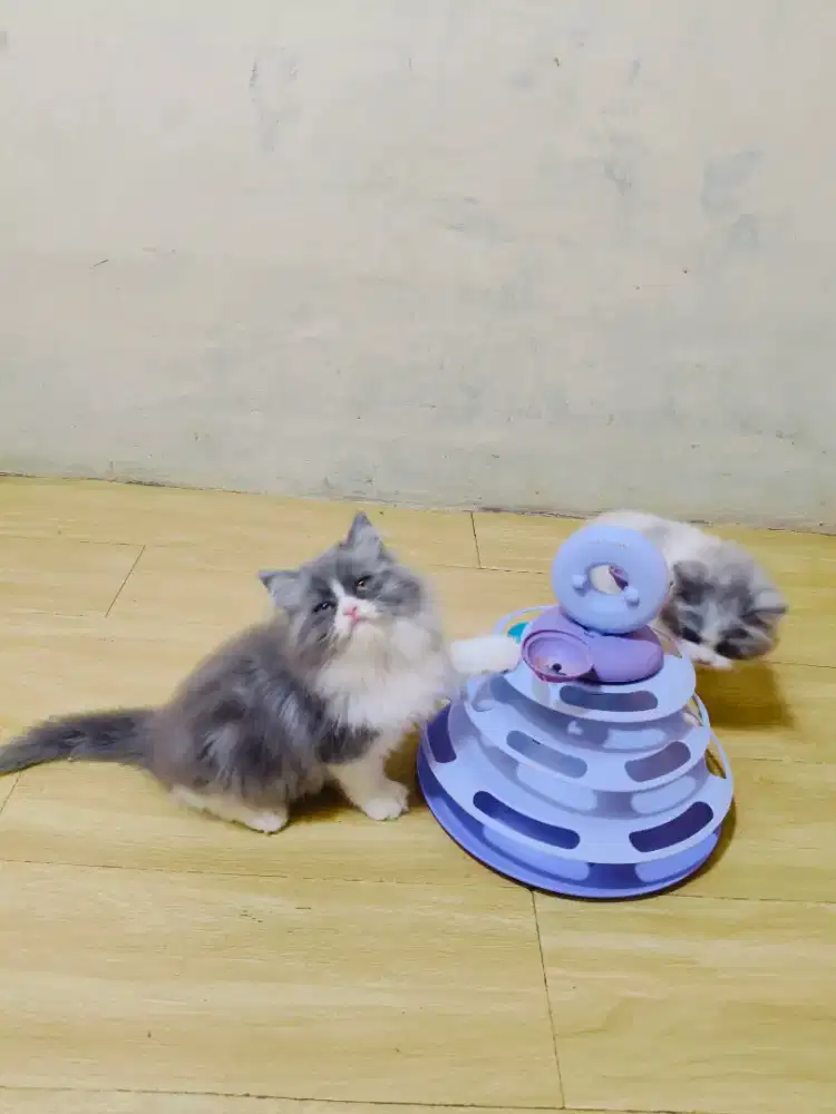 Kucing Persia abu putih