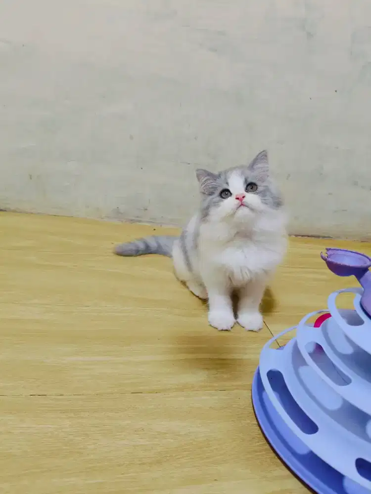 Kucing Persia Abu putih Silver