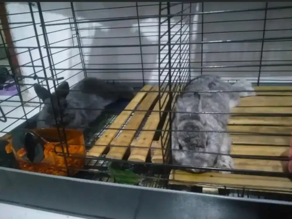 Kelinci nederland dwarf ND