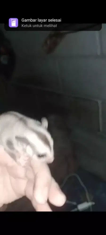 Sugar Glider Caramel