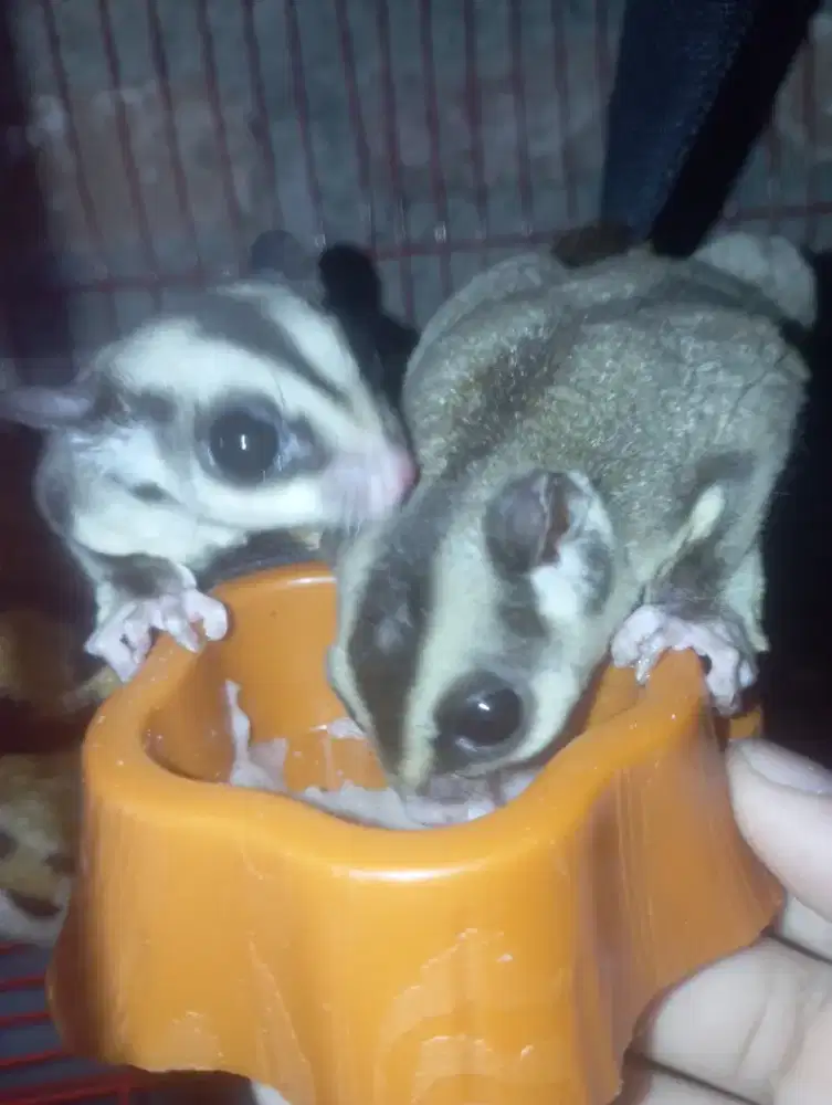 sepasang CG jinak murah aja