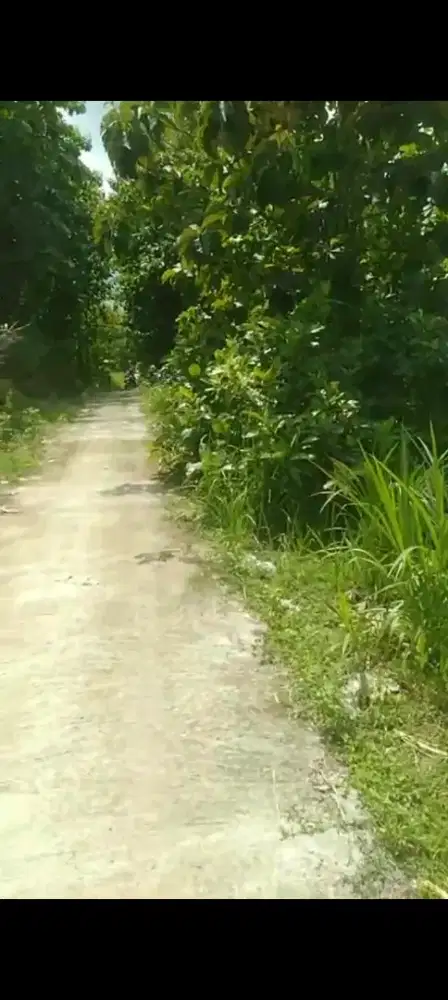 Jual tanah dekat musium Dayu luas tanah 4000mtr harga 350jt nego