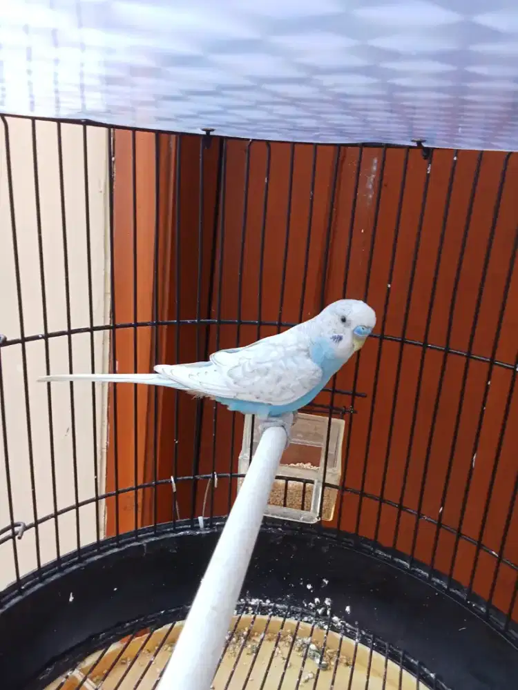 burung parkit masteran