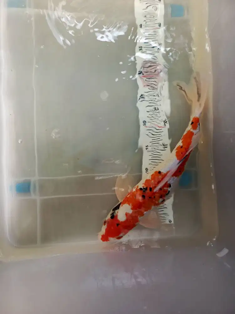 Paket koi 3e size 37-50cm