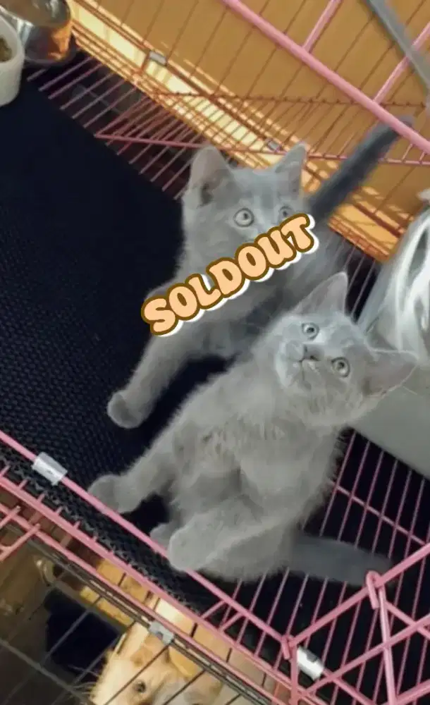 Sisa 1 ekor anakan kucing busok betina 2,5bulanan