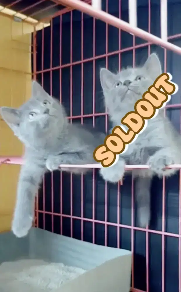 Sisa 1 ekor betina anakan kucing busok manis usia 2,5bulanan