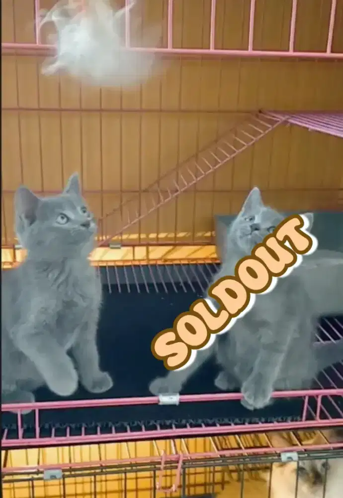 Sisa 1 ekor kak anakan kucing busok betina manis