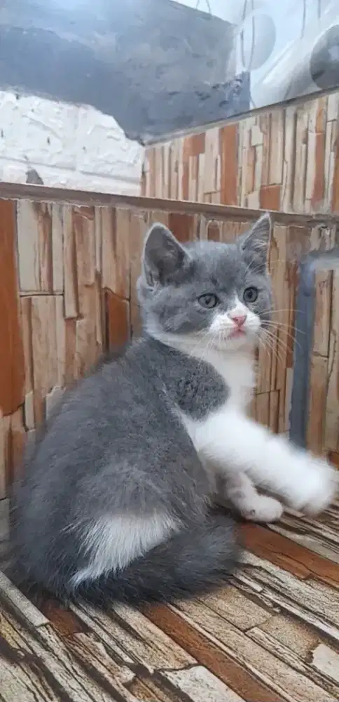 Kitten British shorthair