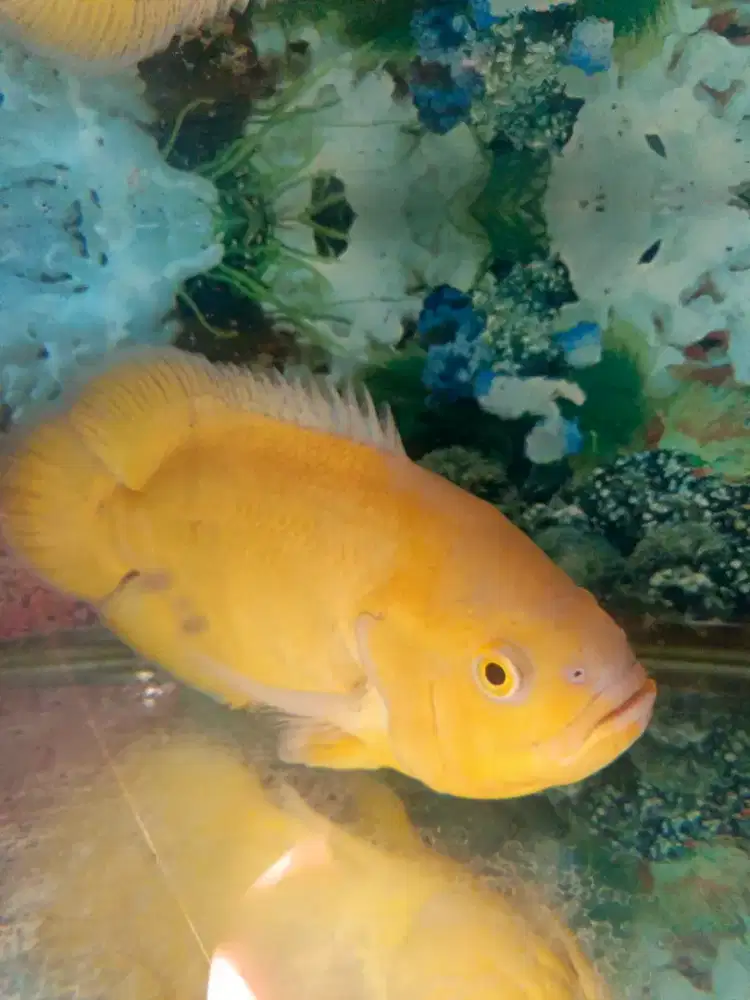 Ikan Oscar dan aquarium