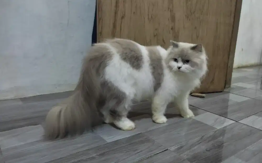 Ragdoll betina siap kawin