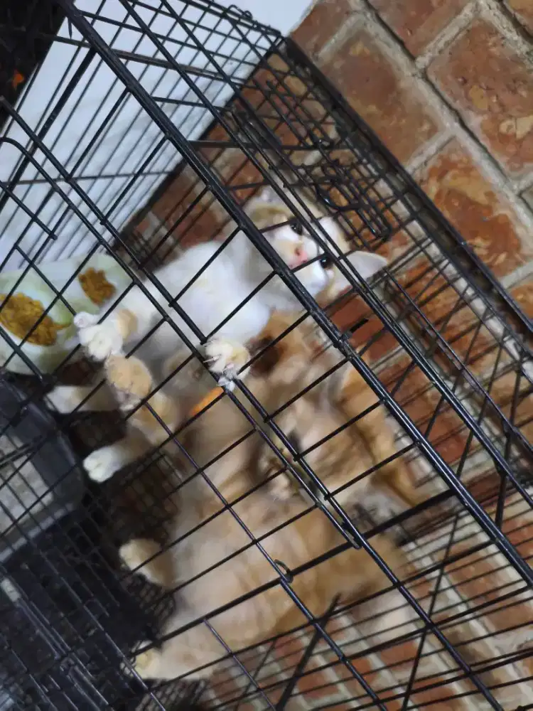 open barter anakan kucing mix anggora