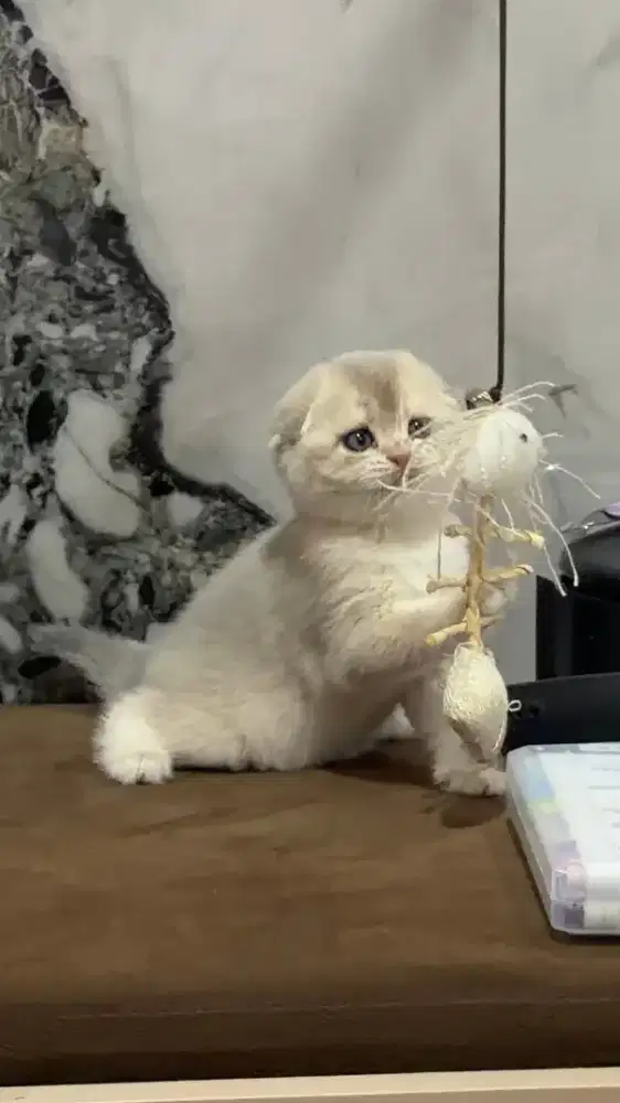 Scottish fold blue golden