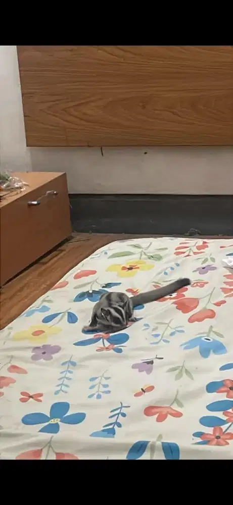 SUGAR GLIDER WF JANTAN 4 BULAN FULL SET + KANDANG DLL