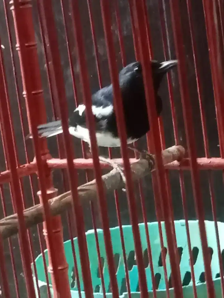 Burung Kacer gacorr joss