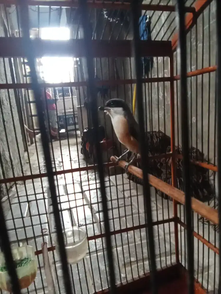 Pentet jual atau bt kenari