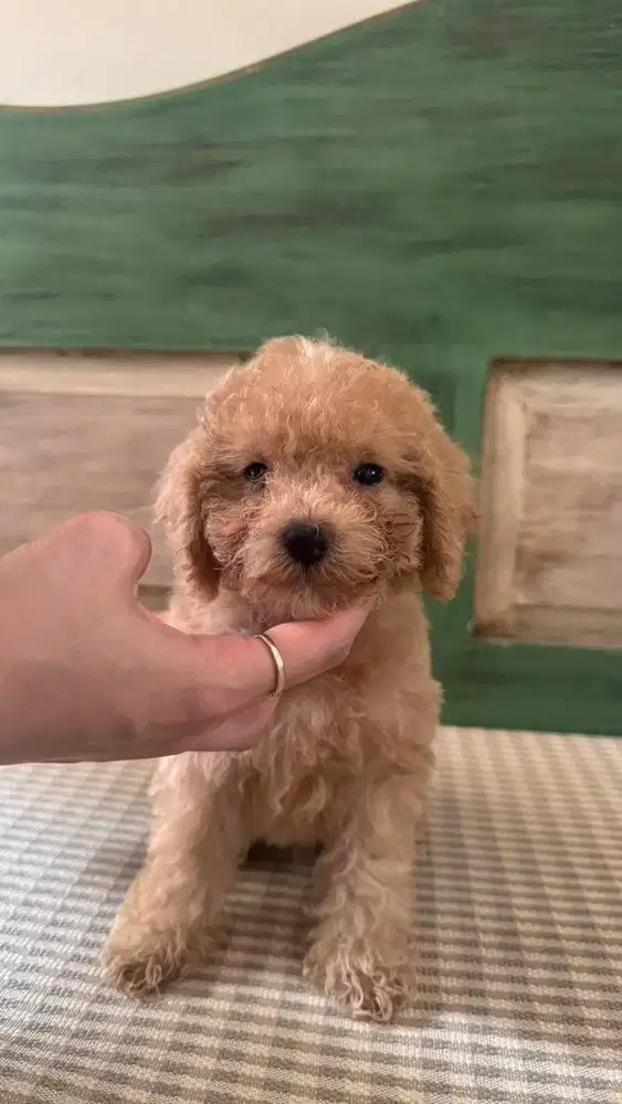 For sale! Male Toy Poodle