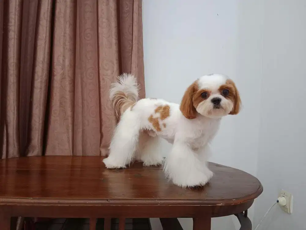 Calon Pejantan Shihtzhu Ganteng