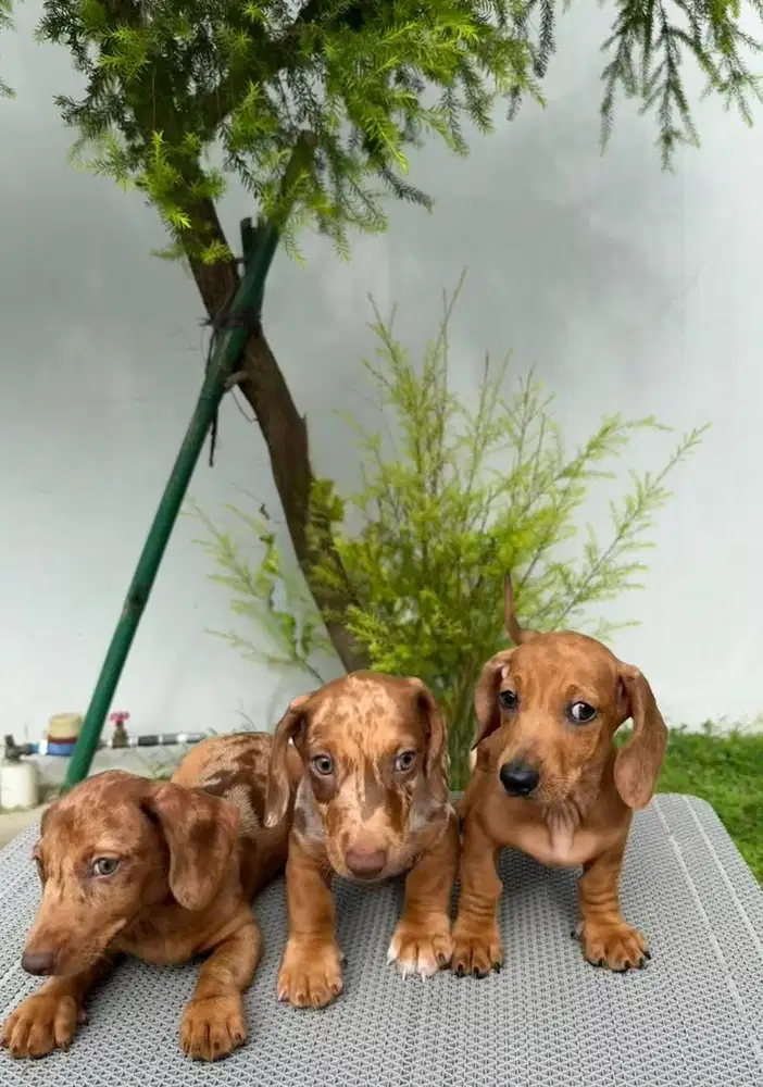 Tekel puppies Dachshund