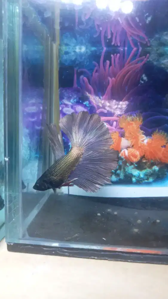 Ikan hias cupang siap