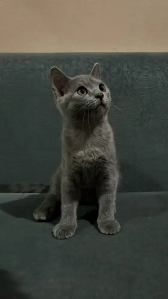 Kitten BSH siap adopt