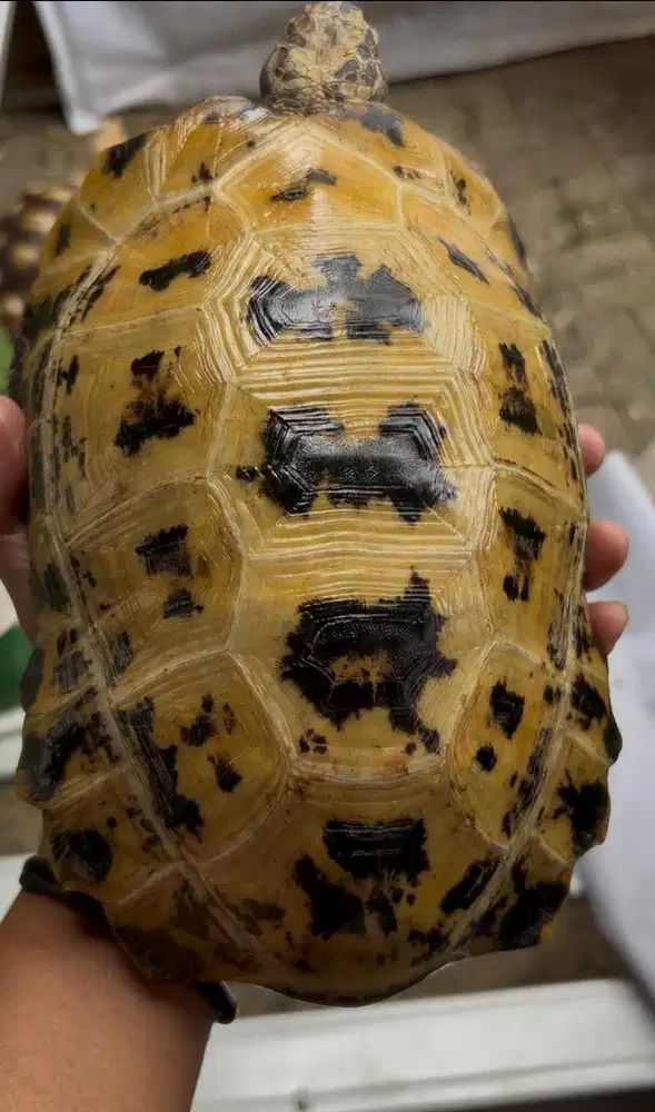 kura kura darat forsteni hight yellow mulus