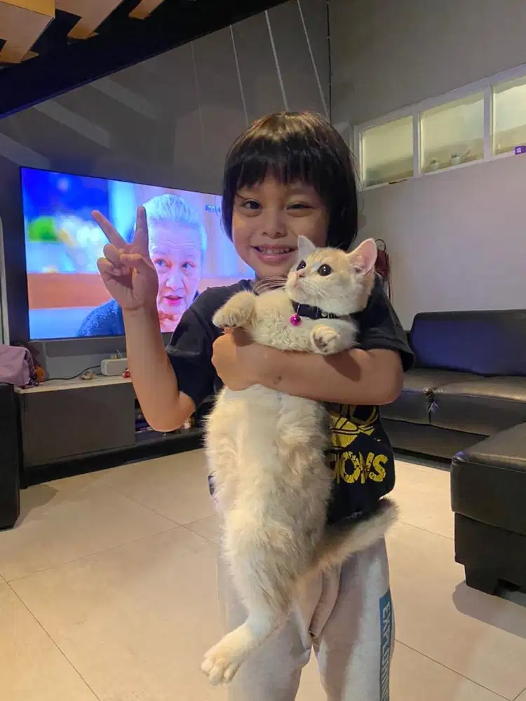 BSH KITTEN 6 bulan female