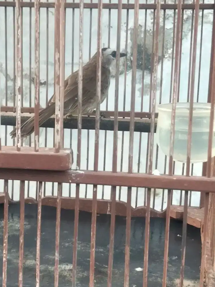 Trucukan murah mawon