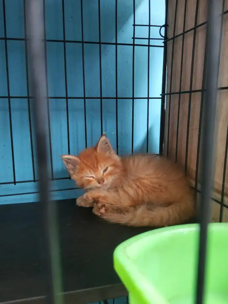 3 anakan Kucing Persia