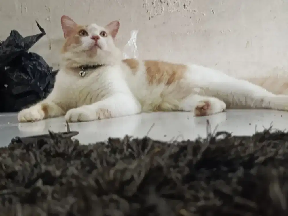 Persia gemoy terawat