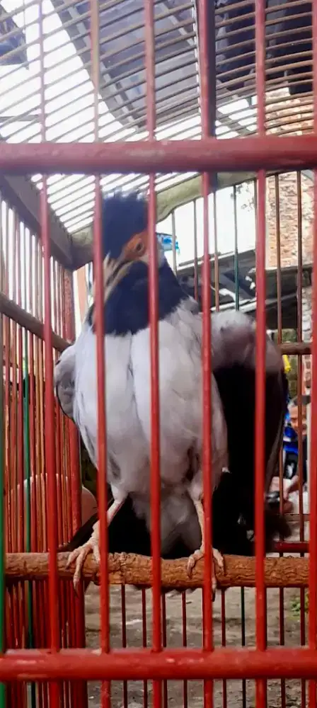 BURUNG SUREN JINAK GACOR NYATPAM MATERI MANTAP