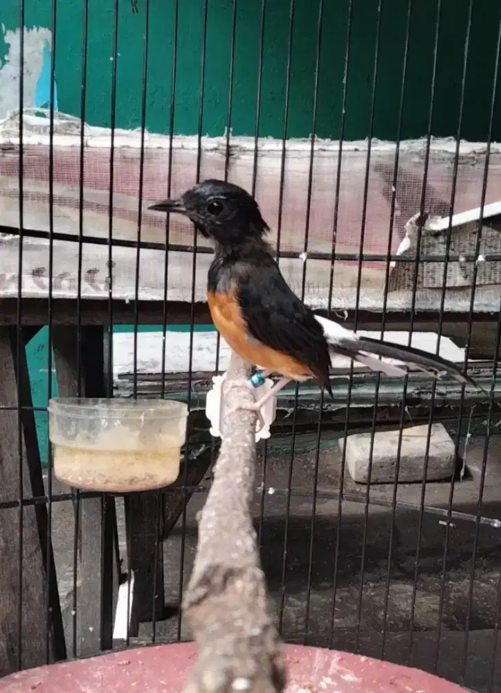 Murai Batu Medan Blorok Jantan Split Panda Badan Gede Rajin Bunyi