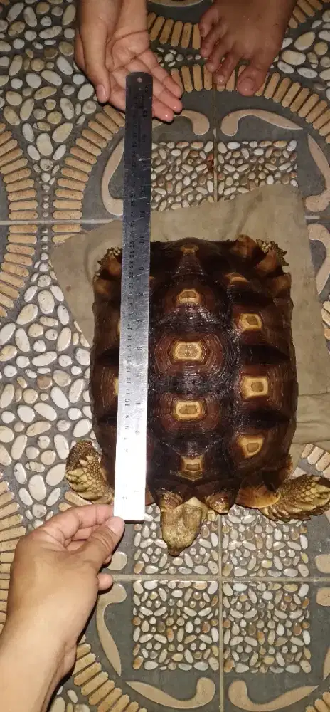 Sulcata Mocca 30cm an